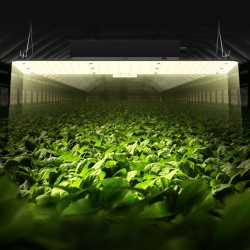 LED-kasvivalaisin 200W täysspektrinen himmennettävä alumiini IP65 ketjutettava sisäkasveille