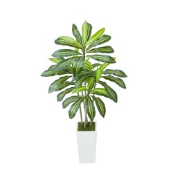 Tekodracaena 1524 mm korkea PE-lehdillä valkoinen ruukku 1 kpl sisäkäyttöön