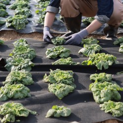 Geotekstiili kuitukangas 1,8 x 15,2 m 271 g/m² musta rikkaruohonsuoja