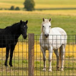 Hitsattu PVC-pinnoitettu sinkitty teräsverkko karja aitauksiin 1220×15240 mm 2×4 silmäkoko