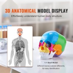 Ihmisen kallomalli elävänkokoinen PVC-muovinen 22 osaa maalattu irrotettava opetuskäyttöön