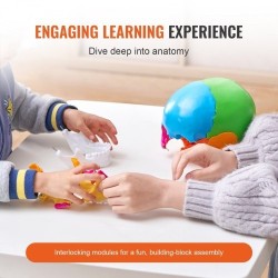 Ihmisen kallomalli elävänkokoinen PVC-muovinen 22 osaa maalattu irrotettava opetuskäyttöön