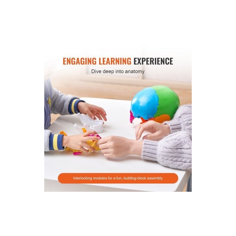 Ihmisen kallomalli elävänkokoinen PVC-muovinen 22 osaa maalattu irrotettava opetuskäyttöön