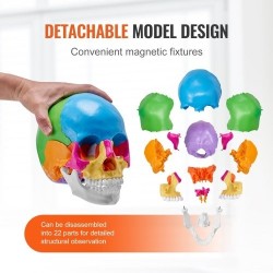 Ihmisen kallomalli elävänkokoinen PVC-muovinen 22 osaa maalattu irrotettava opetuskäyttöön