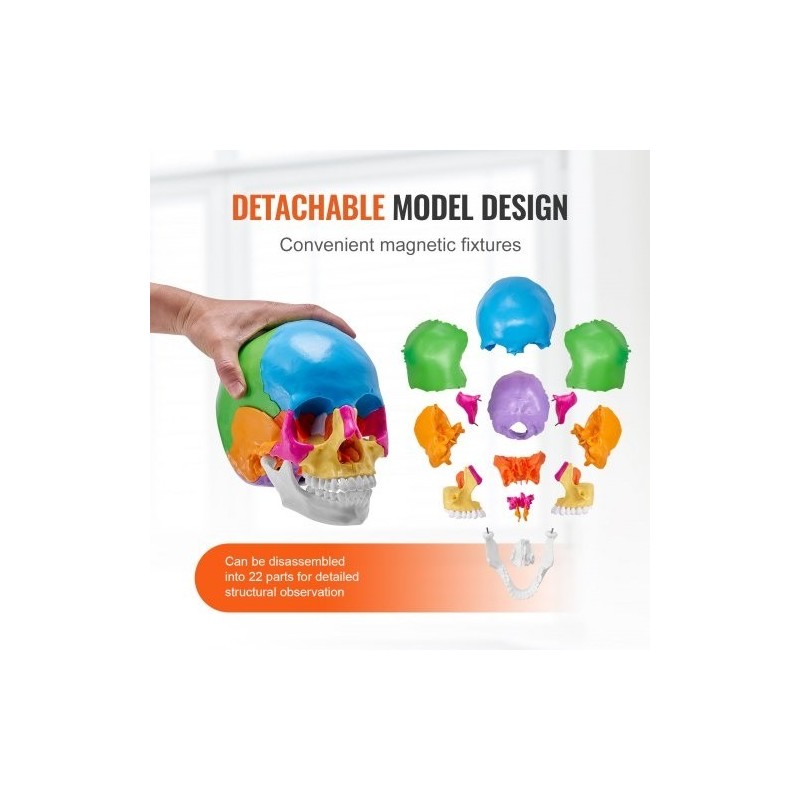 Ihmisen kallomalli elävänkokoinen PVC-muovinen 22 osaa maalattu irrotettava opetuskäyttöön