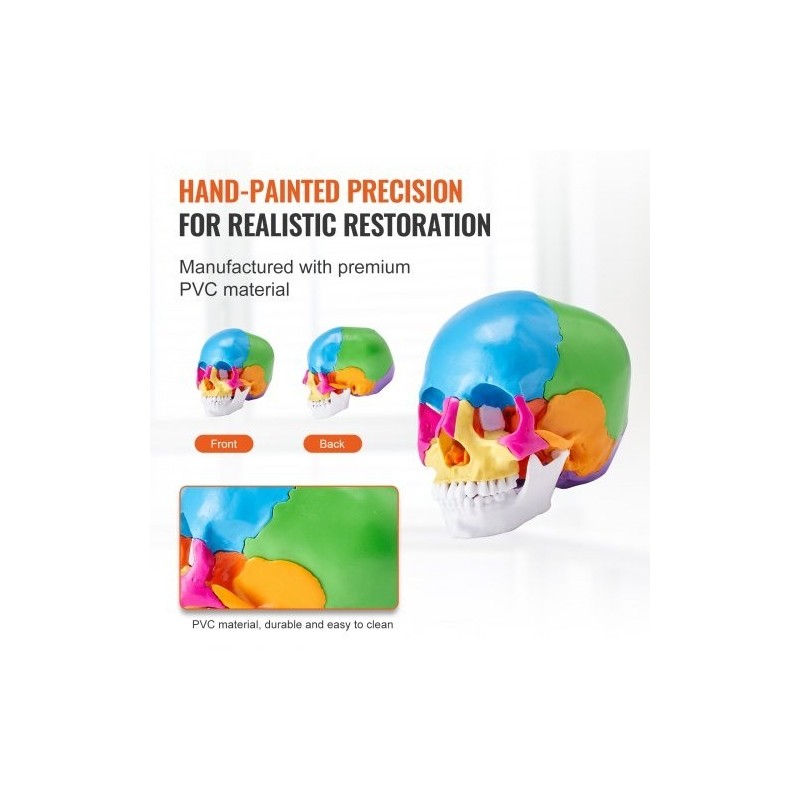 Ihmisen kallomalli elävänkokoinen PVC-muovinen 22 osaa maalattu irrotettava opetuskäyttöön