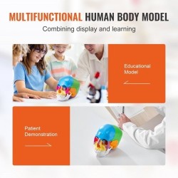 Ihmisen kallomalli elävänkokoinen PVC-muovinen 22 osaa maalattu irrotettava opetuskäyttöön