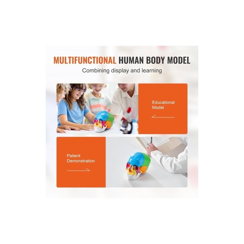 Ihmisen kallomalli elävänkokoinen PVC-muovinen 22 osaa maalattu irrotettava opetuskäyttöön