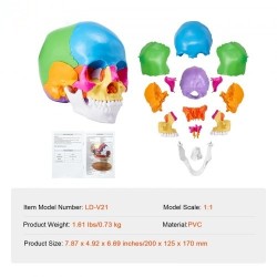 Ihmisen kallomalli elävänkokoinen PVC-muovinen 22 osaa maalattu irrotettava opetuskäyttöön