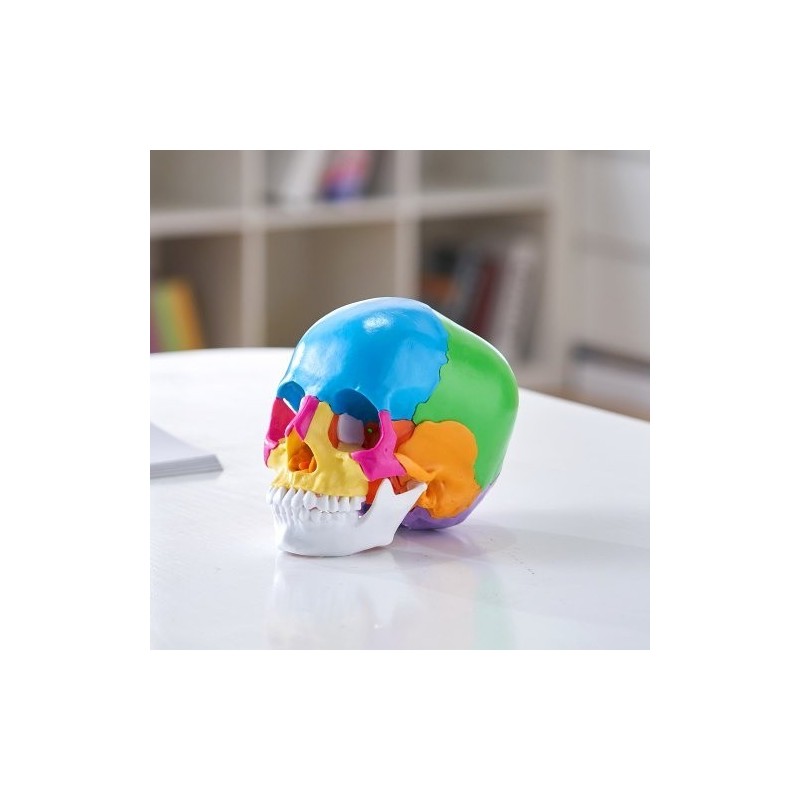 Ihmisen kallomalli elävänkokoinen PVC-muovinen 22 osaa maalattu irrotettava opetuskäyttöön