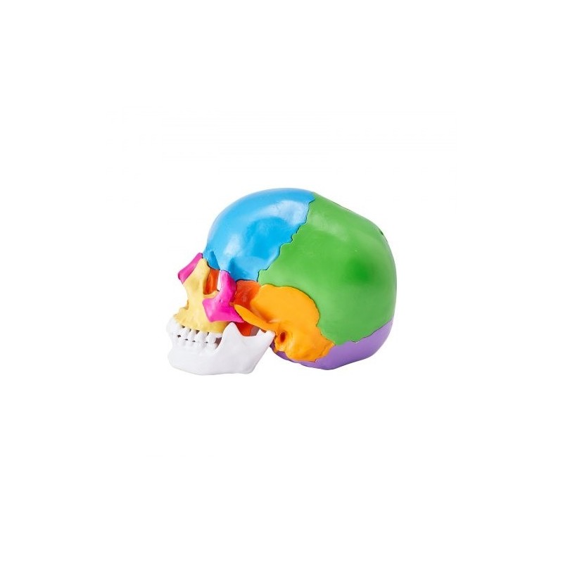 Ihmisen kallomalli elävänkokoinen PVC-muovinen 22 osaa maalattu irrotettava opetuskäyttöön