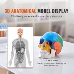 Ihmisen kallomalli elävänkokoinen muovinen kolmiosainen maalattu opetukseen tutkimukseen opiskeluun