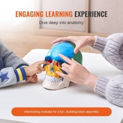 Ihmisen kallomalli elävänkokoinen muovinen kolmiosainen maalattu opetukseen tutkimukseen opiskeluun