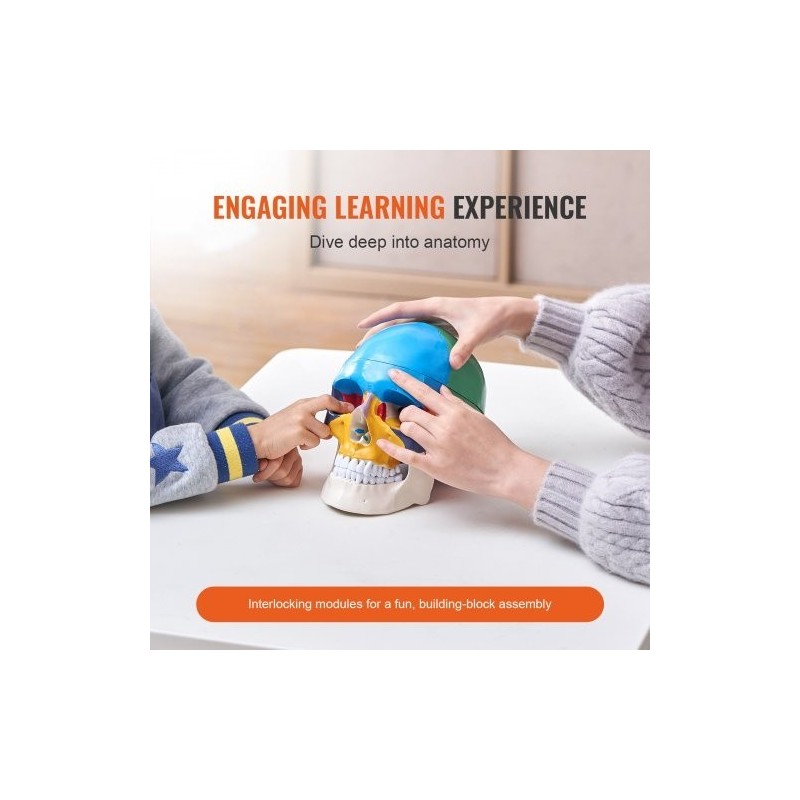 Ihmisen kallomalli elävänkokoinen muovinen kolmiosainen maalattu opetukseen tutkimukseen opiskeluun