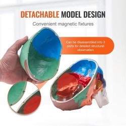 Ihmisen kallomalli elävänkokoinen muovinen kolmiosainen maalattu opetukseen tutkimukseen opiskeluun