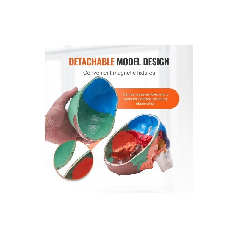 Ihmisen kallomalli elävänkokoinen muovinen kolmiosainen maalattu opetukseen tutkimukseen opiskeluun