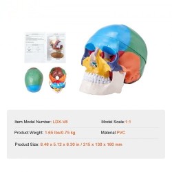 Ihmisen kallomalli elävänkokoinen muovinen kolmiosainen maalattu opetukseen tutkimukseen opiskeluun