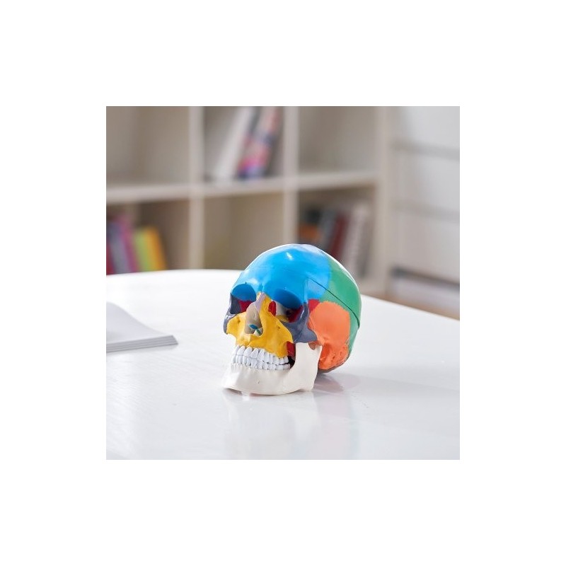 Ihmisen kallomalli elävänkokoinen muovinen kolmiosainen maalattu opetukseen tutkimukseen opiskeluun