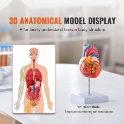 Sydänmalli PVC-muovinen 1:1 elävänkokoinen 2-osainen numeroitu opetukseen magneetilla kiinnittyvä jalustalla