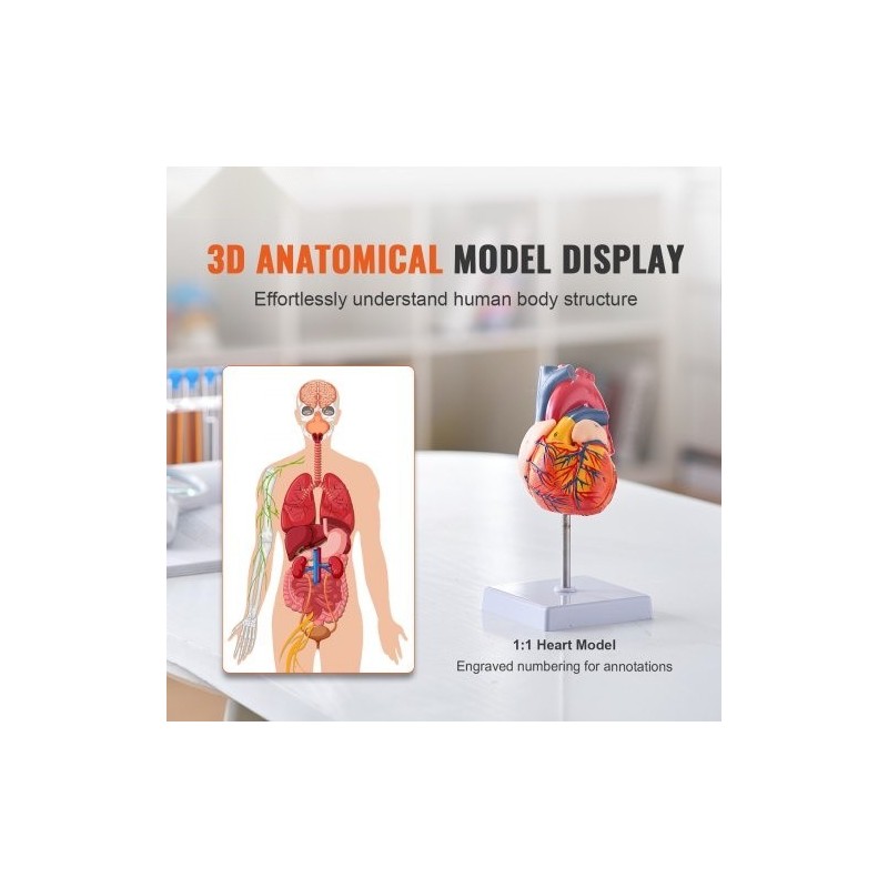Sydänmalli PVC-muovinen 1:1 elävänkokoinen 2-osainen numeroitu opetukseen magneetilla kiinnittyvä jalustalla
