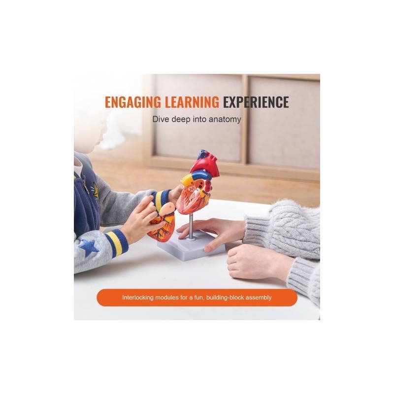 Sydänmalli PVC-muovinen 1:1 elävänkokoinen 2-osainen numeroitu opetukseen magneetilla kiinnittyvä jalustalla