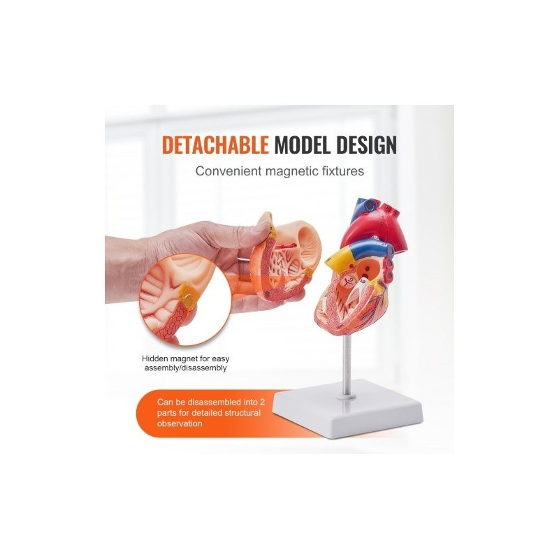 Sydänmalli PVC-muovinen 1:1 elävänkokoinen 2-osainen numeroitu opetukseen magneetilla kiinnittyvä jalustalla