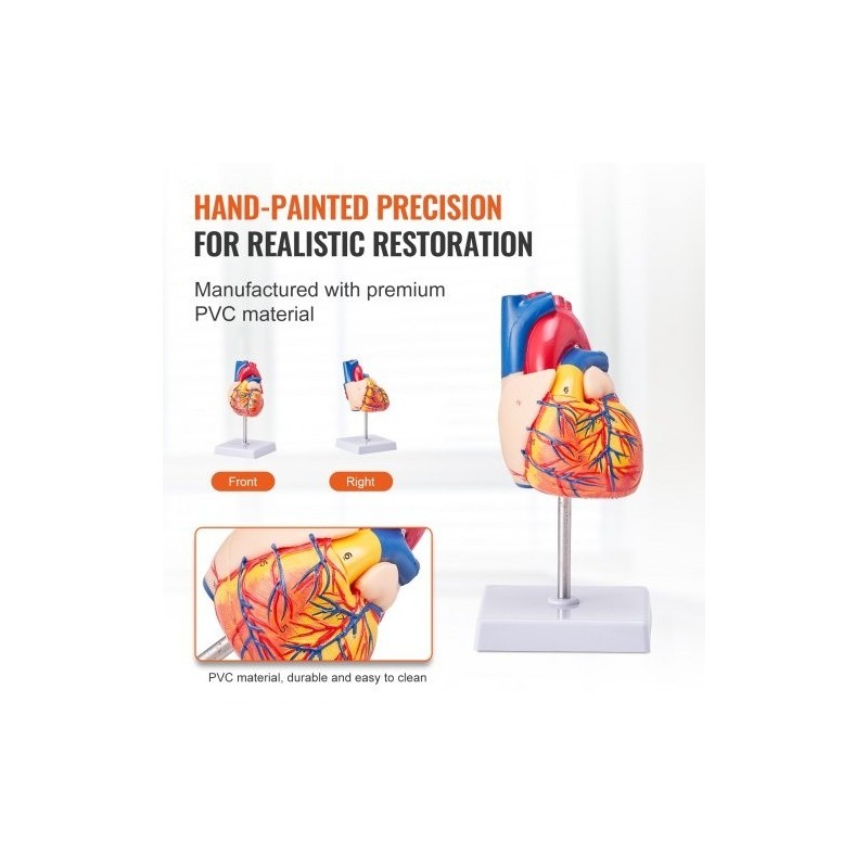 Sydänmalli PVC-muovinen 1:1 elävänkokoinen 2-osainen numeroitu opetukseen magneetilla kiinnittyvä jalustalla
