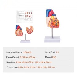 Sydänmalli PVC-muovinen 1:1 elävänkokoinen 2-osainen numeroitu opetukseen magneetilla kiinnittyvä jalustalla