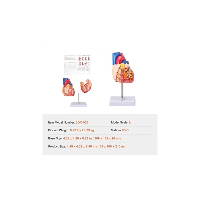 Sydänmalli PVC-muovinen 1:1 elävänkokoinen 2-osainen numeroitu opetukseen magneetilla kiinnittyvä jalustalla