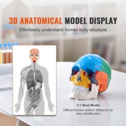 Ihmisen kallomalli elävänkokoinen PVC-muovinen kolmiosainen kallo kahdeksanosainen aivomalli opetukseen