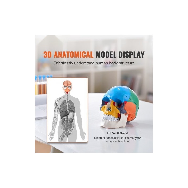Ihmisen kallomalli elävänkokoinen PVC-muovinen kolmiosainen kallo kahdeksanosainen aivomalli opetukseen