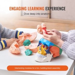 Ihmisen kallomalli elävänkokoinen PVC-muovinen kolmiosainen kallo kahdeksanosainen aivomalli opetukseen