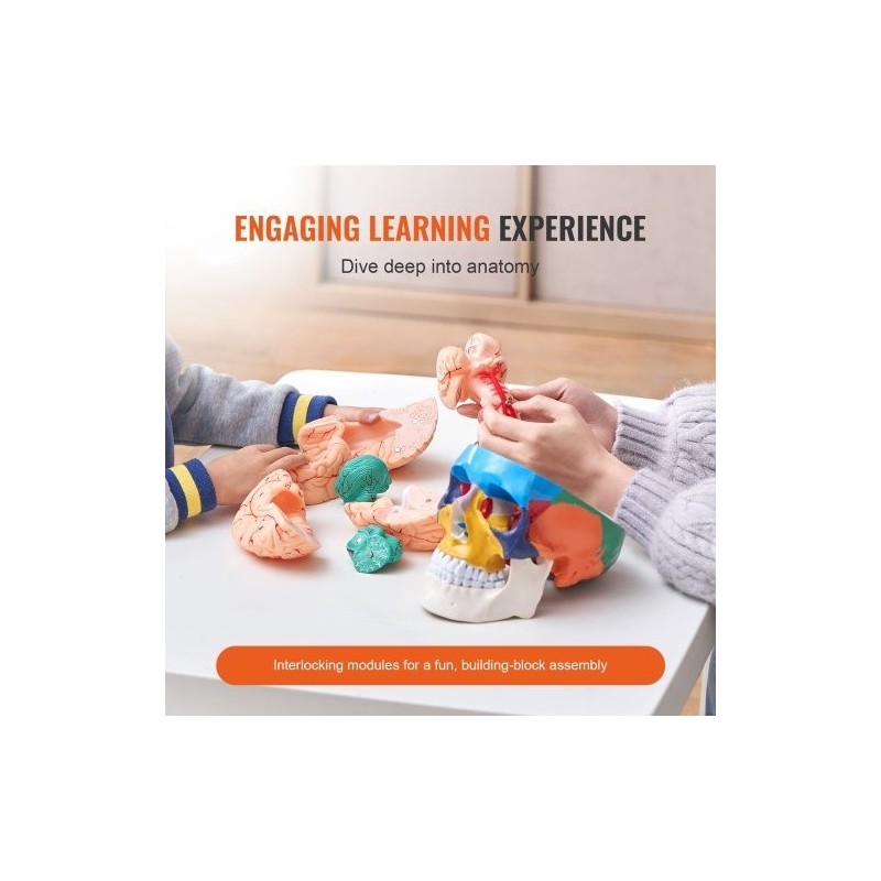 Ihmisen kallomalli elävänkokoinen PVC-muovinen kolmiosainen kallo kahdeksanosainen aivomalli opetukseen