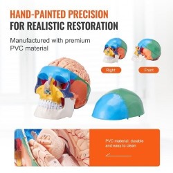 Ihmisen kallomalli elävänkokoinen PVC-muovinen kolmiosainen kallo kahdeksanosainen aivomalli opetukseen