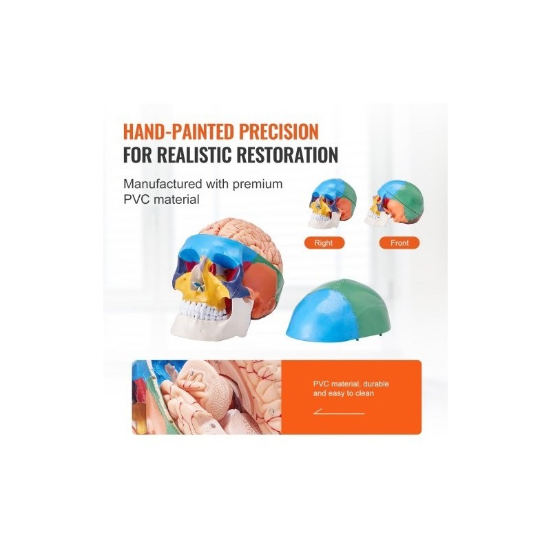 Ihmisen kallomalli elävänkokoinen PVC-muovinen kolmiosainen kallo kahdeksanosainen aivomalli opetukseen