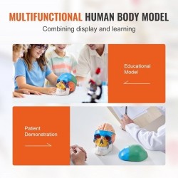 Ihmisen kallomalli elävänkokoinen PVC-muovinen kolmiosainen kallo kahdeksanosainen aivomalli opetukseen