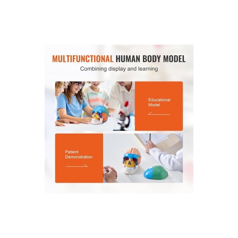 Ihmisen kallomalli elävänkokoinen PVC-muovinen kolmiosainen kallo kahdeksanosainen aivomalli opetukseen