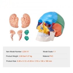 Ihmisen kallomalli elävänkokoinen PVC-muovinen kolmiosainen kallo kahdeksanosainen aivomalli opetukseen