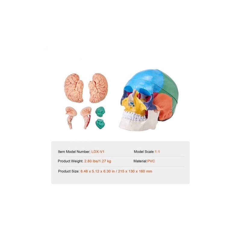 Ihmisen kallomalli elävänkokoinen PVC-muovinen kolmiosainen kallo kahdeksanosainen aivomalli opetukseen