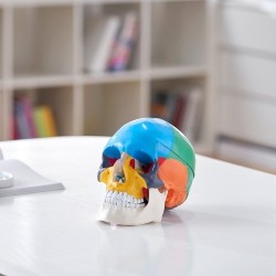 Ihmisen kallomalli elävänkokoinen PVC-muovinen kolmiosainen kallo kahdeksanosainen aivomalli opetukseen