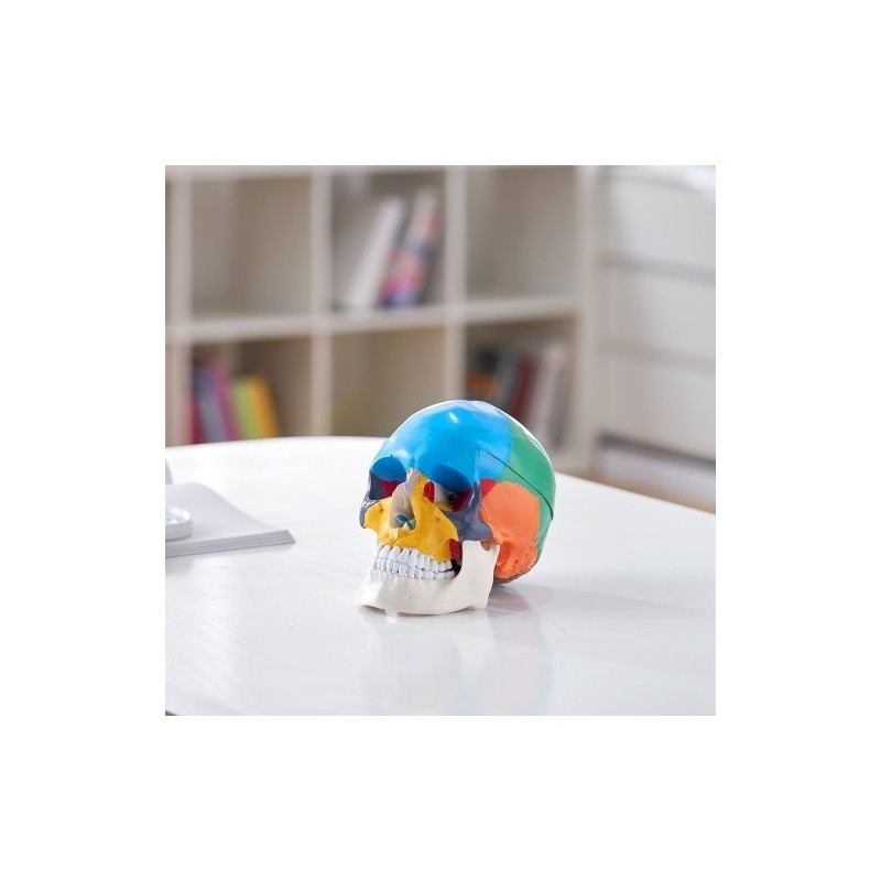 Ihmisen kallomalli elävänkokoinen PVC-muovinen kolmiosainen kallo kahdeksanosainen aivomalli opetukseen