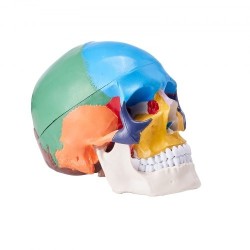 Ihmisen kallomalli elävänkokoinen PVC-muovinen kolmiosainen kallo kahdeksanosainen aivomalli opetukseen