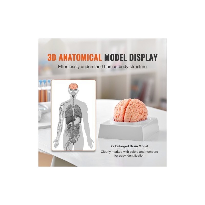 Aivomalli PVC-muovinen elämänkokoinen yhdeksänosainen irrotettavat osat esittelyjalusta selkeillä merkinnöillä