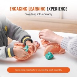 Aivomalli PVC-muovinen elämänkokoinen yhdeksänosainen irrotettavat osat esittelyjalusta selkeillä merkinnöillä