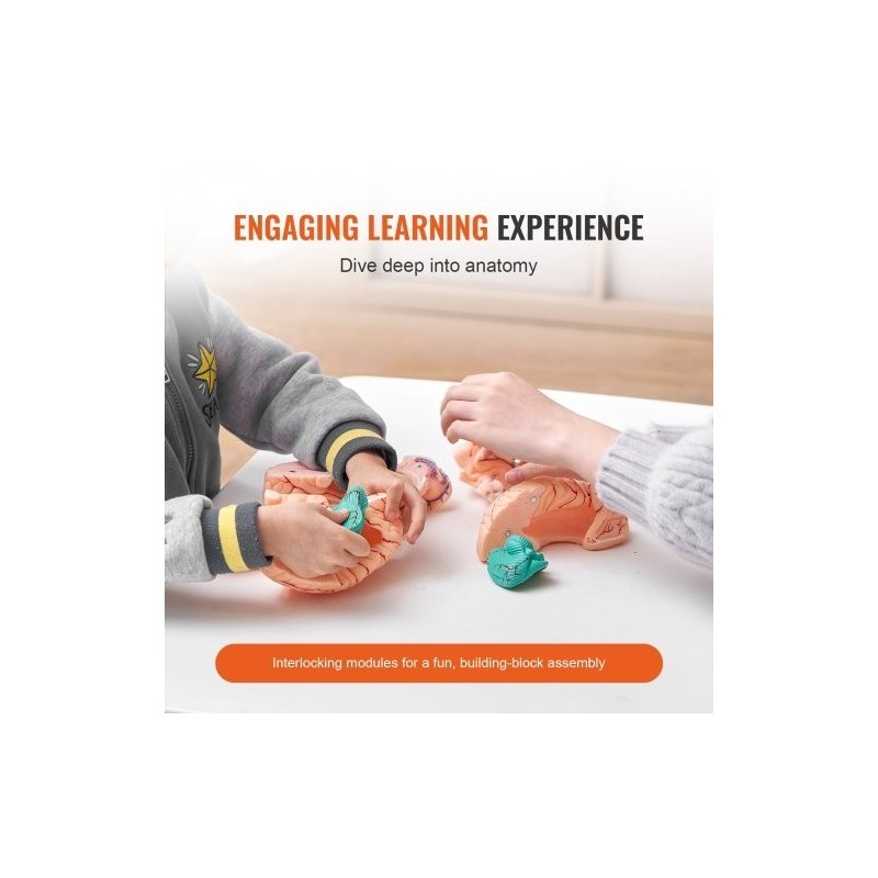 Aivomalli PVC-muovinen elämänkokoinen yhdeksänosainen irrotettavat osat esittelyjalusta selkeillä merkinnöillä