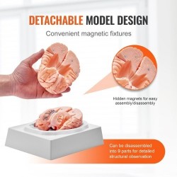 Aivomalli PVC-muovinen elämänkokoinen yhdeksänosainen irrotettavat osat esittelyjalusta selkeillä merkinnöillä