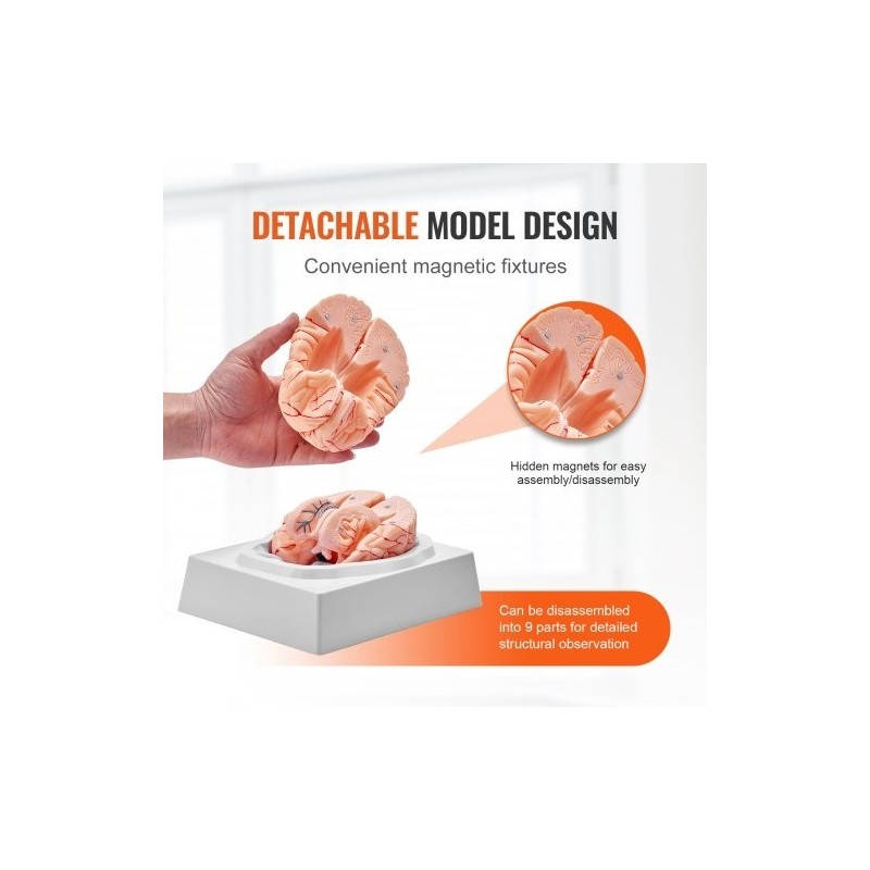 Aivomalli PVC-muovinen elämänkokoinen yhdeksänosainen irrotettavat osat esittelyjalusta selkeillä merkinnöillä