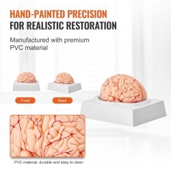 Aivomalli PVC-muovinen elämänkokoinen yhdeksänosainen irrotettavat osat esittelyjalusta selkeillä merkinnöillä