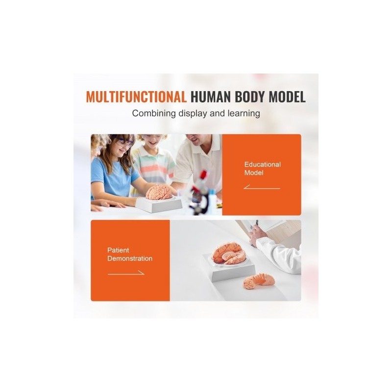 Aivomalli PVC-muovinen elämänkokoinen yhdeksänosainen irrotettavat osat esittelyjalusta selkeillä merkinnöillä