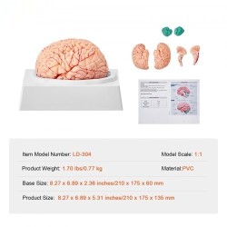 Aivomalli PVC-muovinen elämänkokoinen yhdeksänosainen irrotettavat osat esittelyjalusta selkeillä merkinnöillä